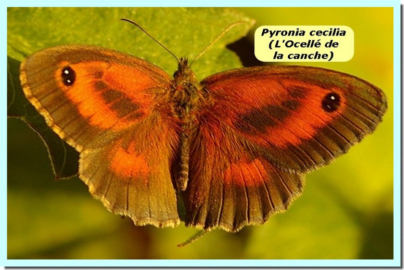 Pyronia cecilia1 _Ocellé de la canche_.jpg