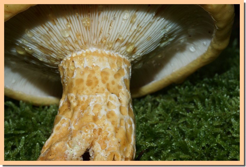 lactarius scrobiculatus 24 2.jpg