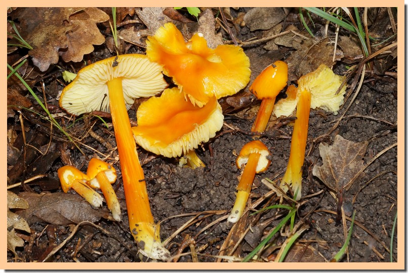 hygrocybe konradii 18.jpg