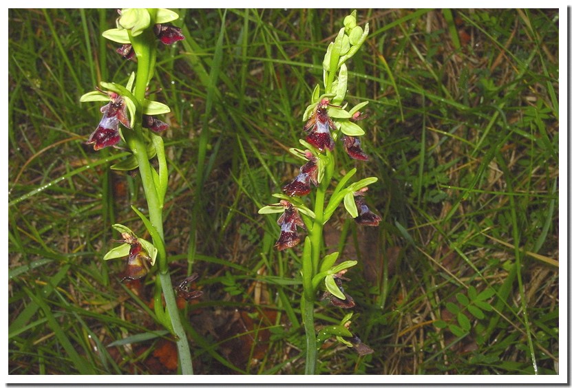 ophrys insectifera.jpg