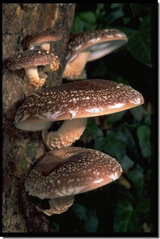 lentinula edodes.jpg