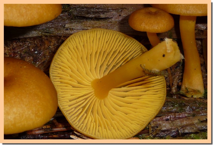 chrysomphalina chrysophylla lames.jpg