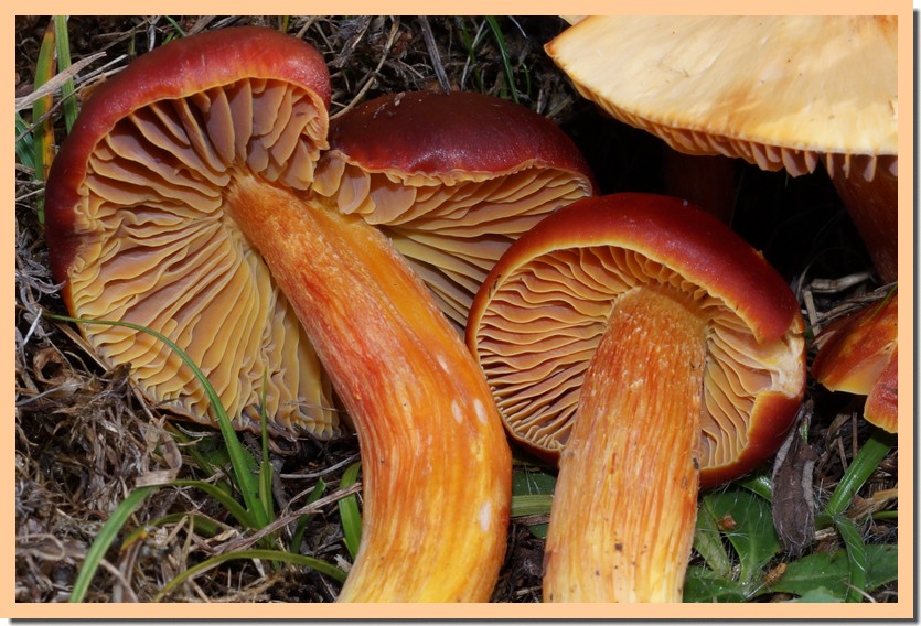 hygrocybe punicea 17.jpg