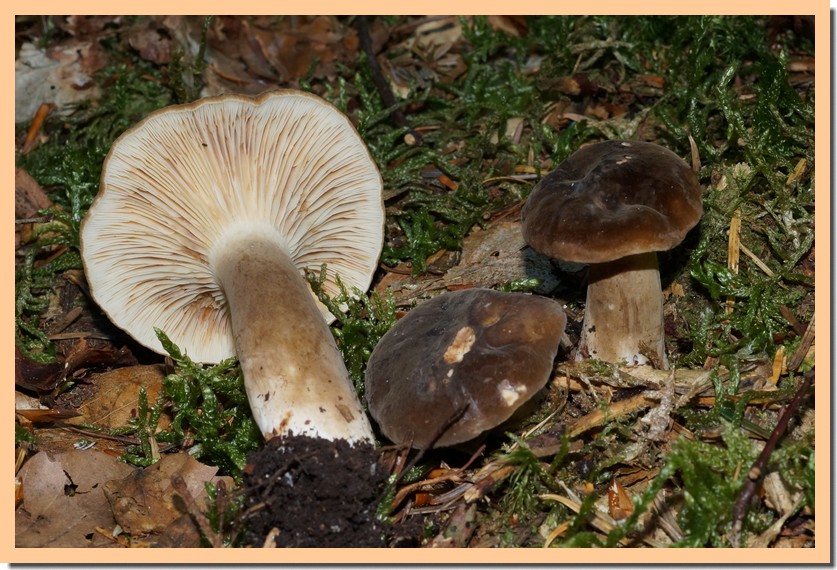 lactarius picinus.jpg