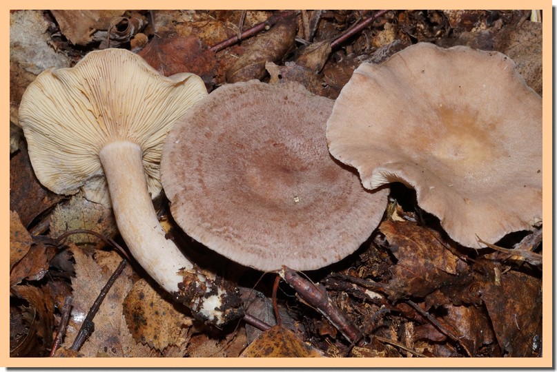 lactarius glyciosmus 14.jpg