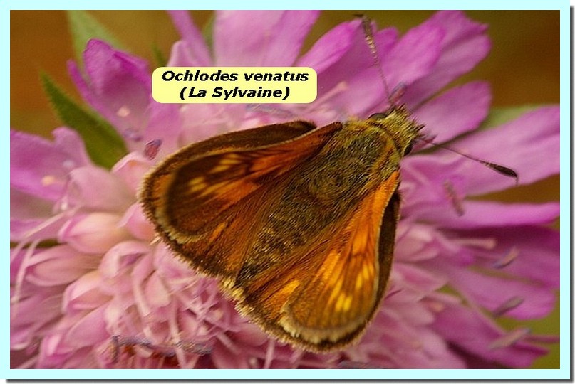 Ochlodes venatus1 _Sylvaine_.jpg