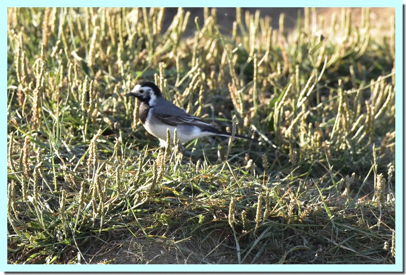 bergeronette grise.jpg