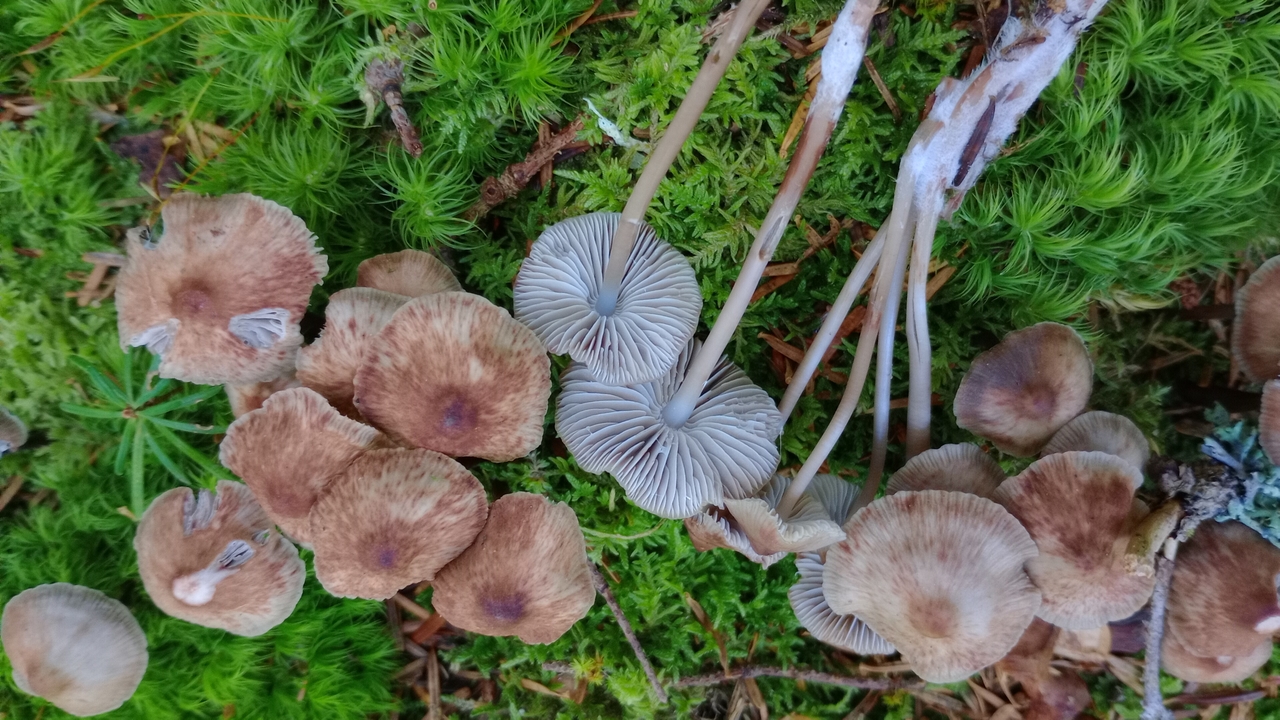 mycena maculata 25.jpg