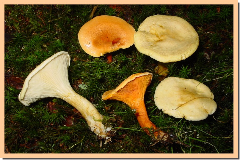 hygrophoropsis aurantiaca var..jpg