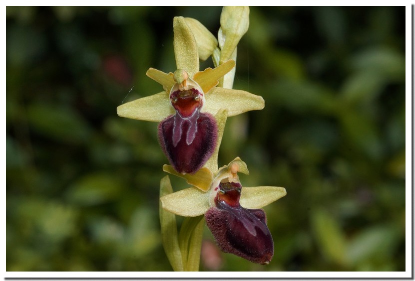 ophrys aranifera 161.jpg