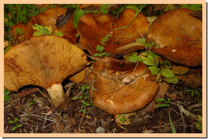 paxillus rubicundulus.jpg
