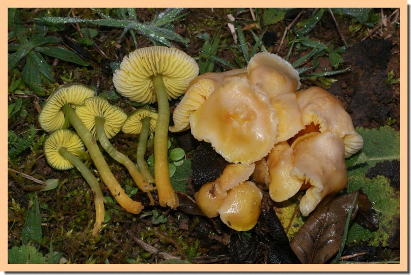 Hygrocybe psittacina 10.jpg