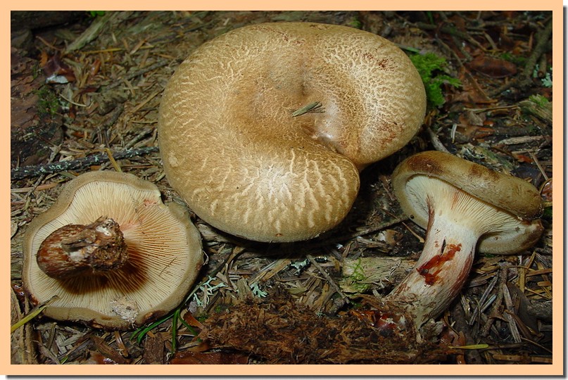 paxillus involutus.jpg