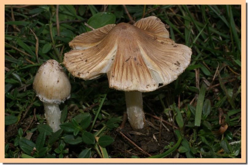 inocybe fastigiata.jpg