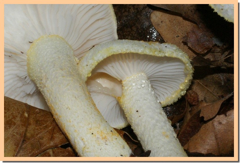 hygrophorus chrysodon2.jpg