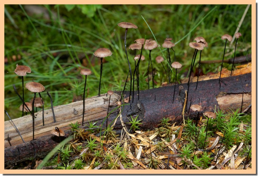 Gymnopus androsace 23.jpg