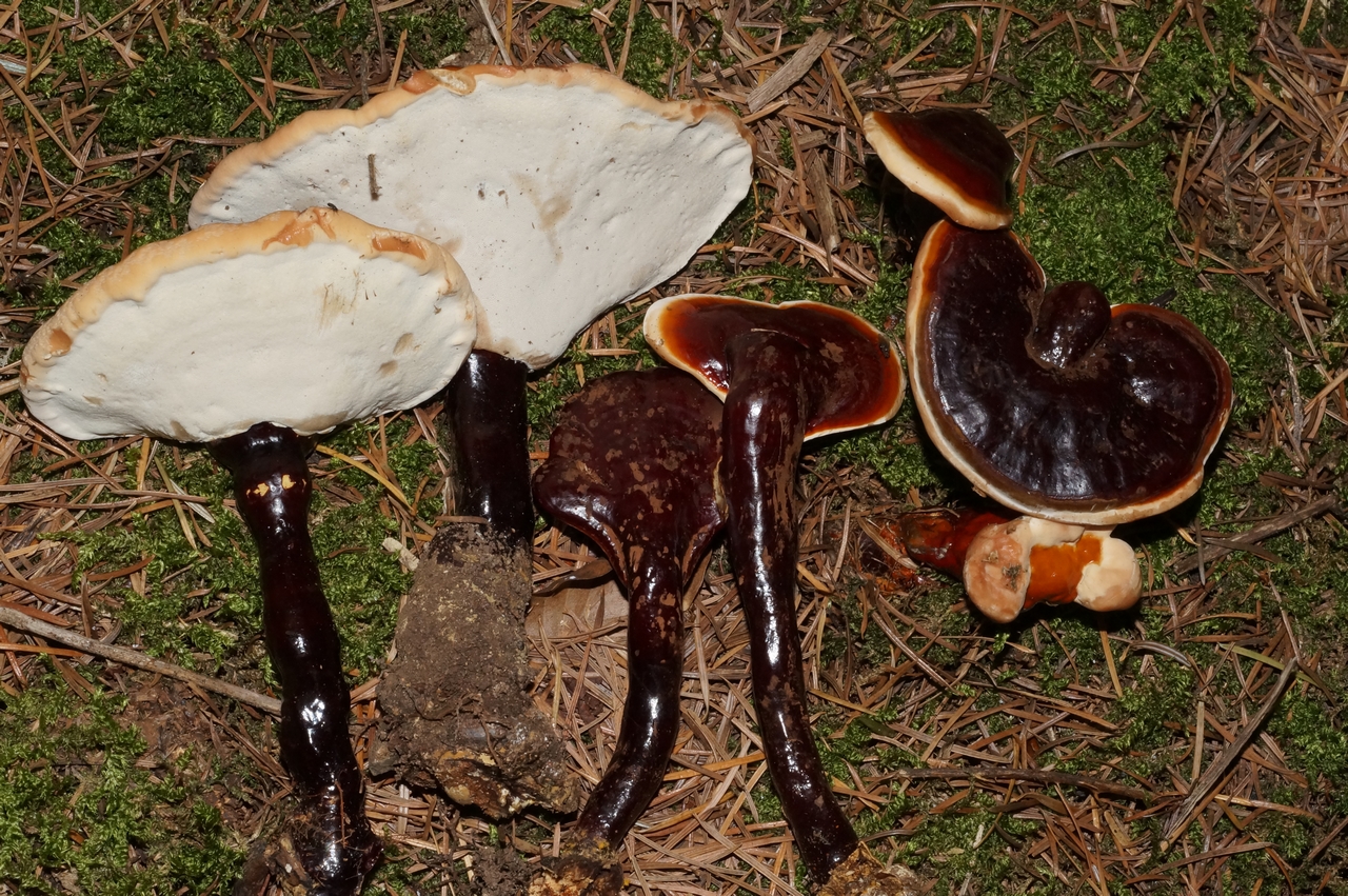 ganoderma carnosum 22 2.JPG