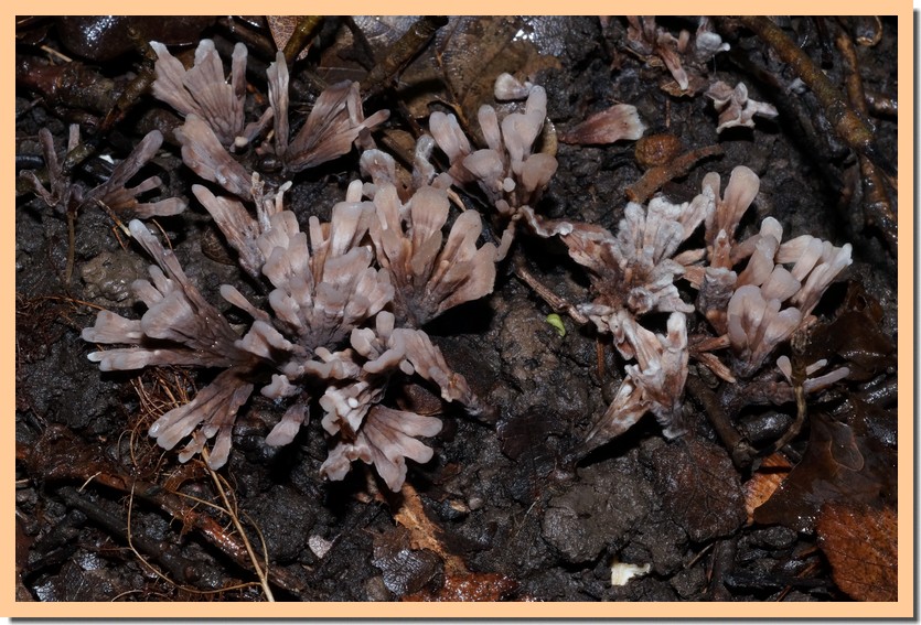 thelephora anthocephala.jpg