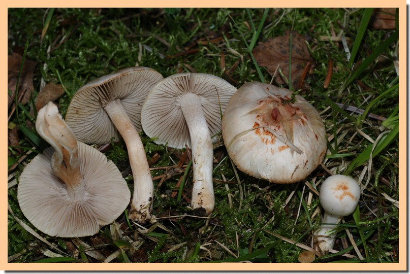 inocybe pudica2.jpg