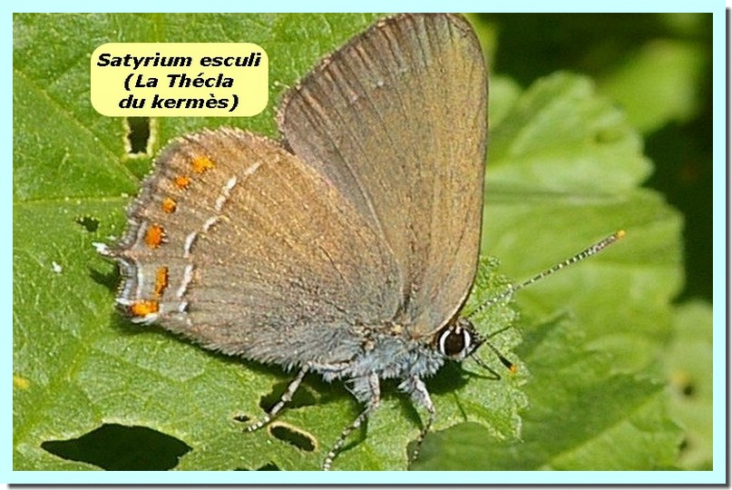 Satyrium esculi1a _Thecla du kermes_.jpg
