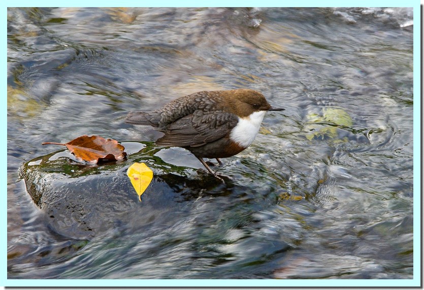 cincle plongeur1.jpg