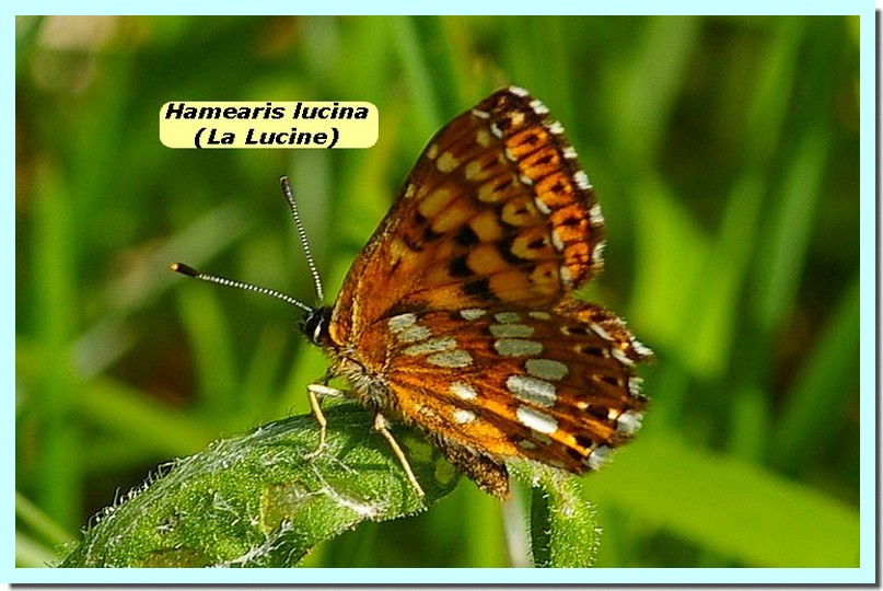Hamearis lucina1 _Lucine_.jpg
