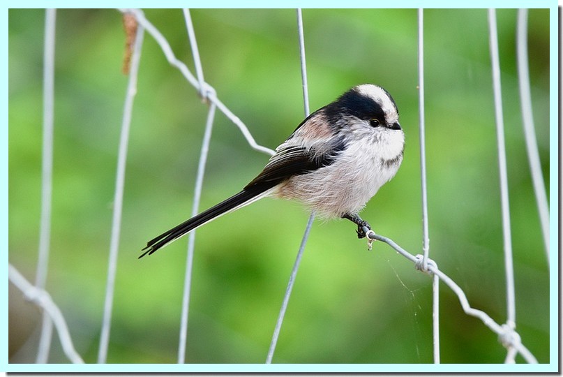 mésange à longue queue.jpg