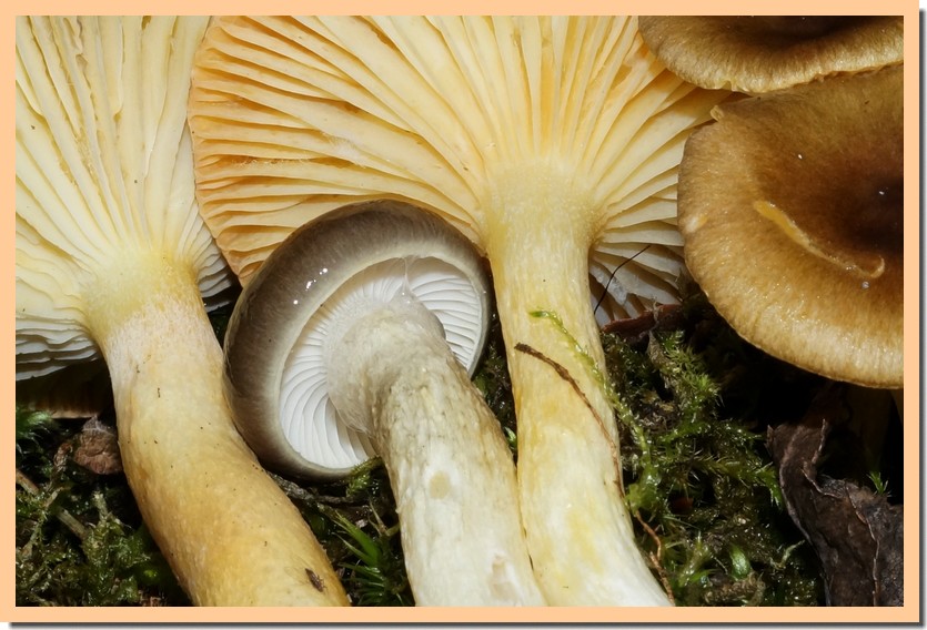 hygrophorus hypothejus 14.jpg