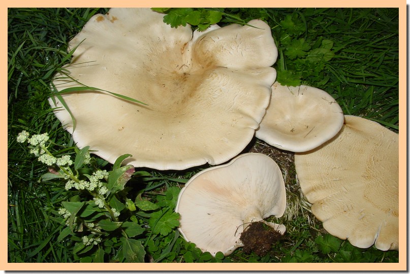 leucopaxillus giganteus.jpg