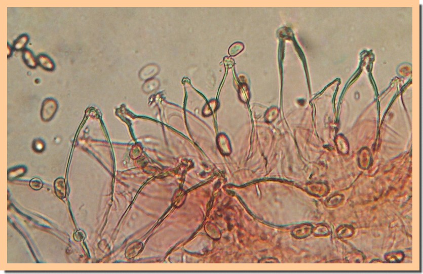 psathyrella sarcocephala mycro 20.jpg
