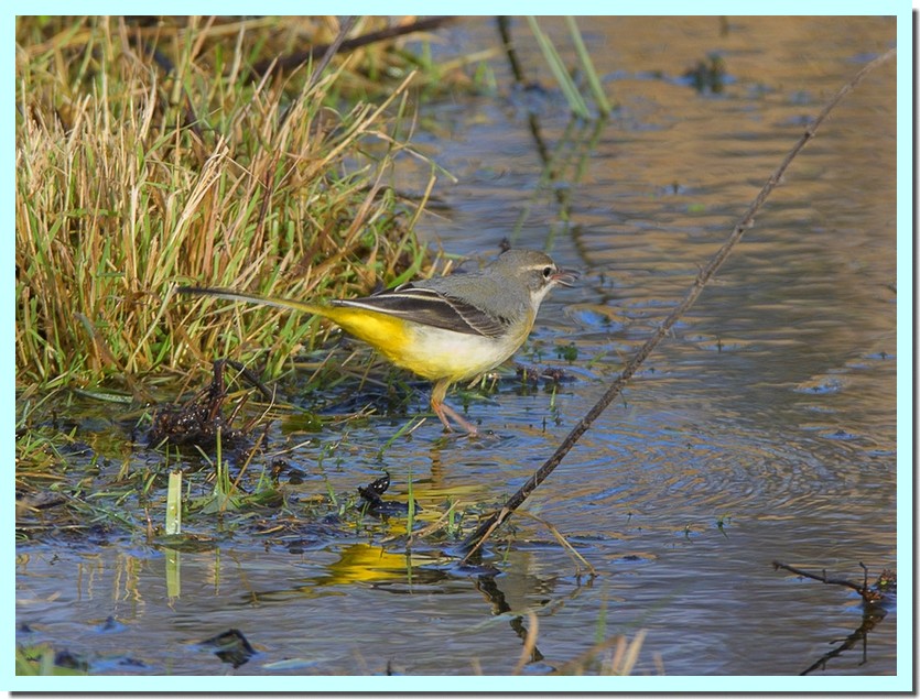 bergeronnette des ruisseaux _hiver_.jpg