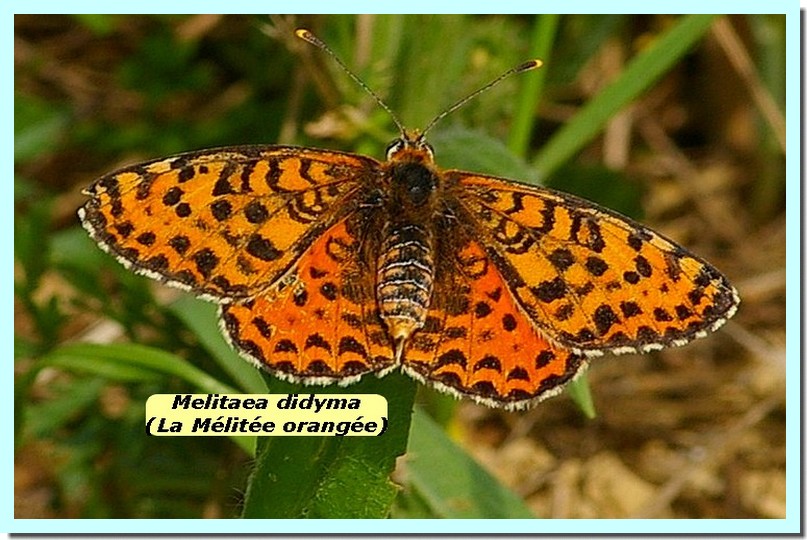 Melitaea didyma1d _Melitee orangee_.jpg