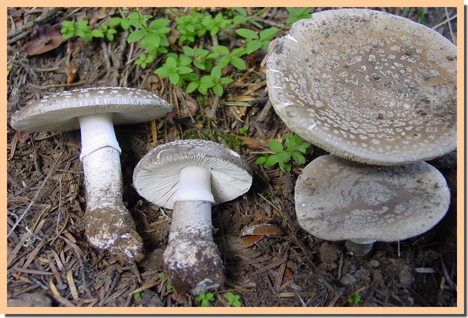 amanita spissa.jpg