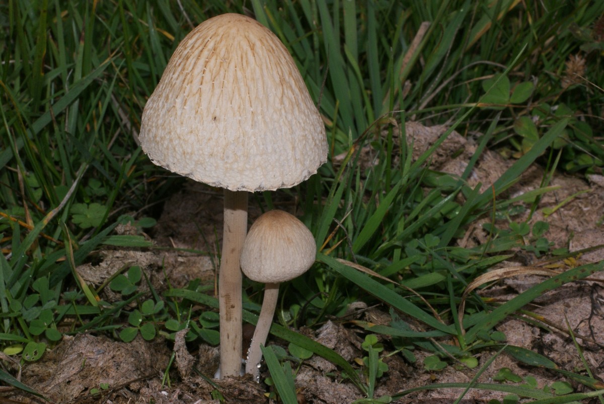 panaeolus phalaenarum.jpg