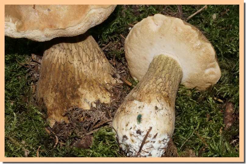 tylopilus felleus pied.jpg