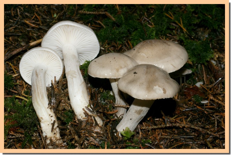 hygrophorus agatosmus2.jpg