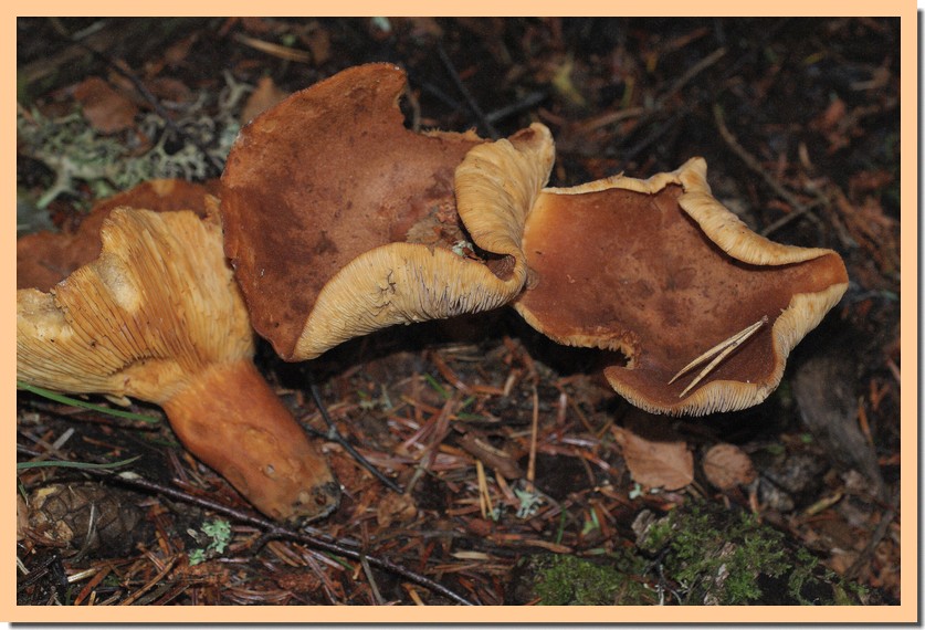 lactarius helvus2.jpg