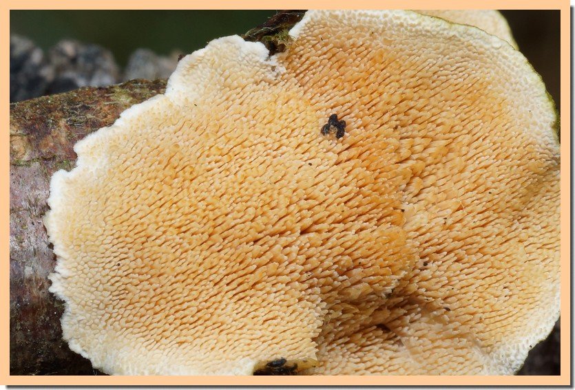 steccherinum bourdotii 25 1.jpg