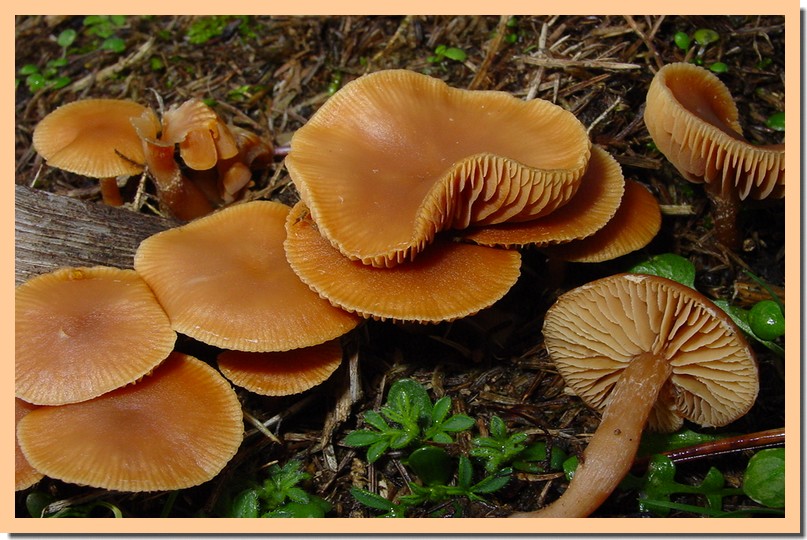 tubaria hiemalis.jpg