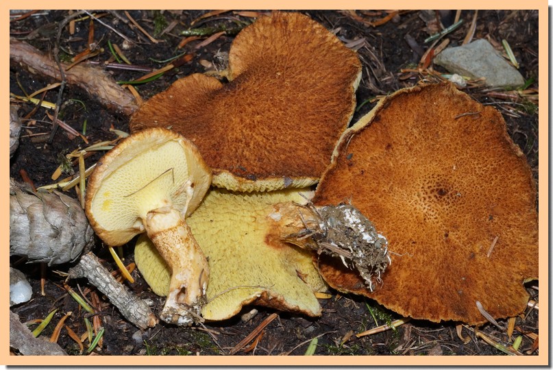 suillus cavipes 14.jpg