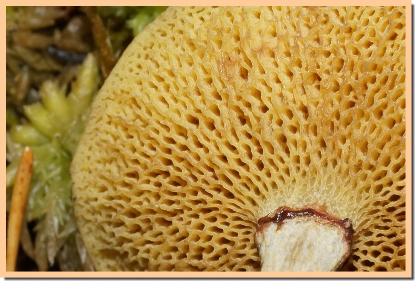 suillus flavidus 2.jpg