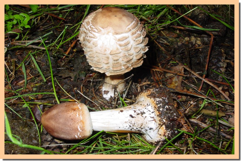 macrolepiota venenata.jpg