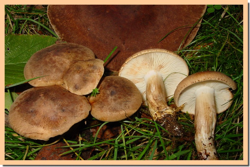 tricholoma imbricatum.jpg