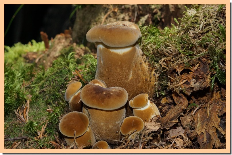paxillus atrotomentosus.jpg