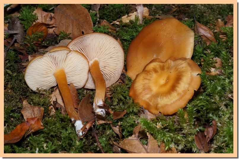 rhodocybe nitellina 17.jpg
