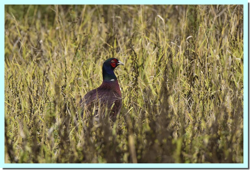 faisan de Colchide.jpg