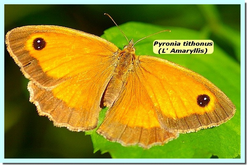 Pyronia tithonus1a_Amaryllis_.jpg