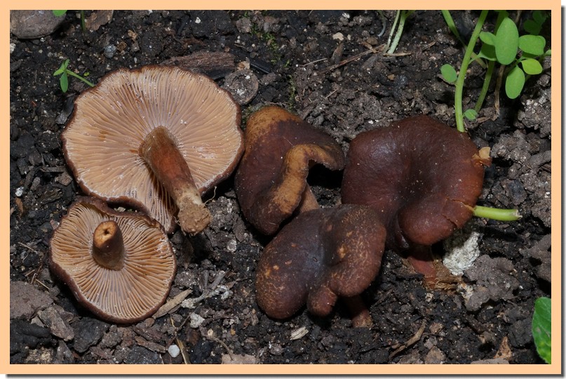 lactarius subumbonatus3.jpg