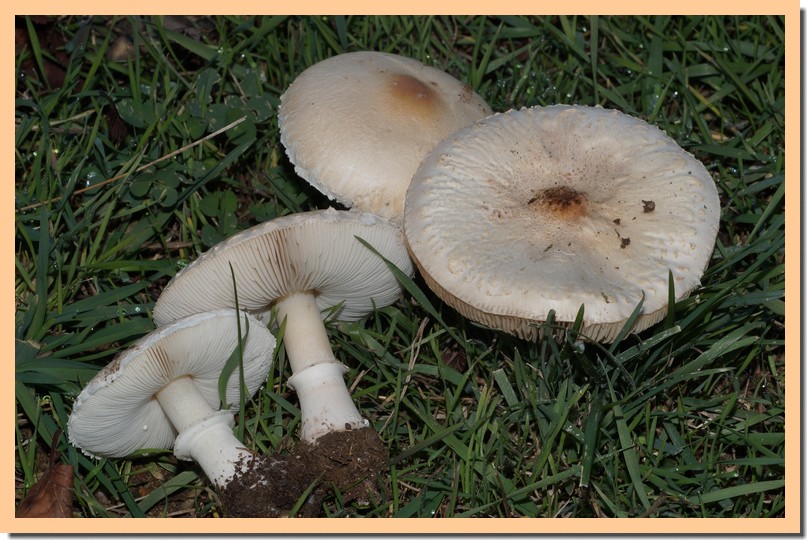 macrolepiota excoriata 18.jpg