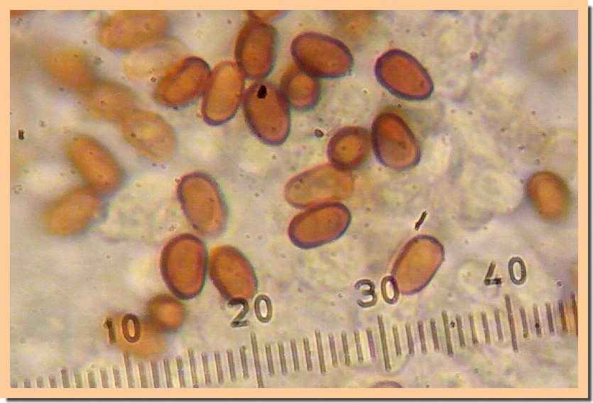 psathyrella maculata spores 20.jpg